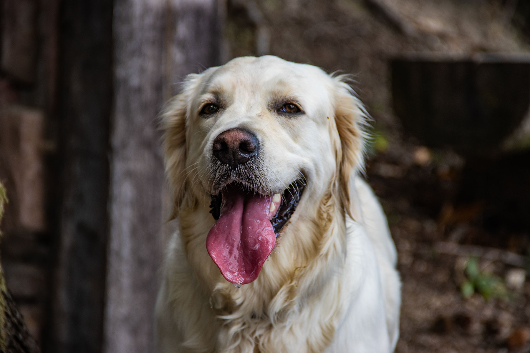 Hund