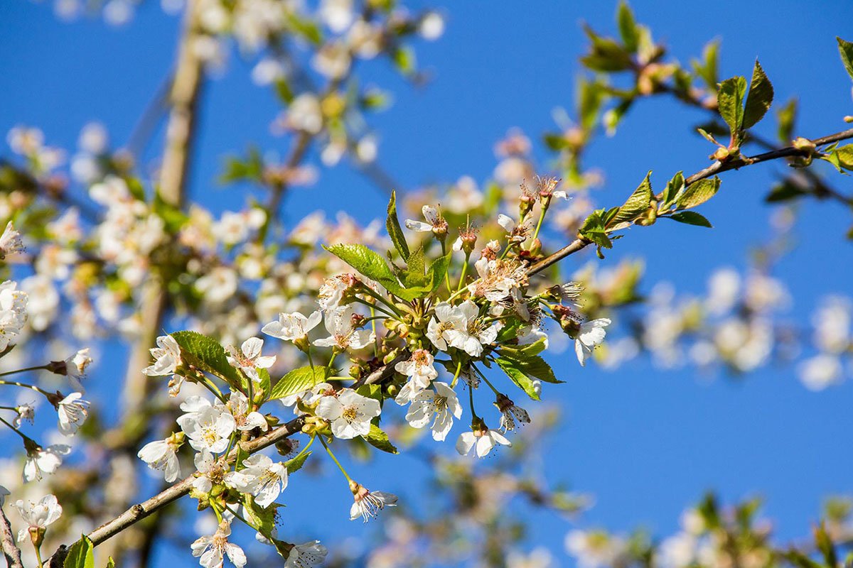 Kirschblüten